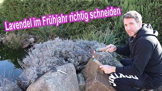 Lavendel schneiden im Frühjahr – Lavendel zurückschneiden im Frühling Video Anleitung – Wann wie [upl. by Eilahs250]