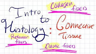 Intro to Histology Collagen Elastic Reticular fibers [upl. by Kayle]