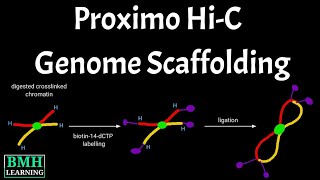 Proximo HiC Genome Scaffolding  Proximity Ligation for Genome Scaffolding  HiC Method [upl. by Navlys]