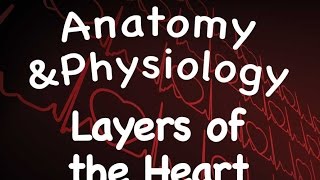 Cardiovascular System  Layers of the Heart 1402 [upl. by Lacram]