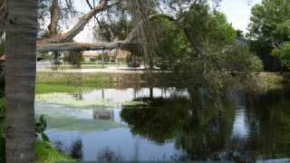 Lake Restoration Project  Lake Judy Lee  Largo Florida  Eco Pond Rescue [upl. by Llevert506]