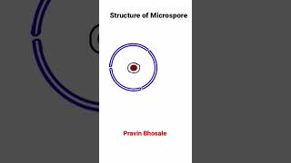 Microsporogenesis  Structure of Microspore [upl. by Brynne]