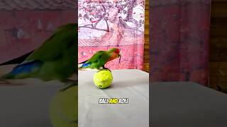 Super Smart Parrot Runs Obstacle Course 🦜 [upl. by Anitnoc501]