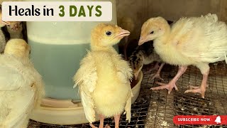 How to treat Coccidiosis Organic way in Turkeys or Chickens [upl. by Novia851]