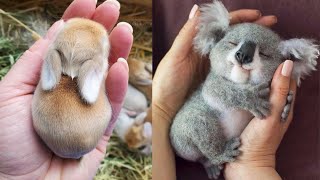 AWW Animals SOO Cute Cute baby animals Videos Compilation cute moment of the animals 10 [upl. by Rheta392]