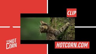 VITA DA GATTO  Una clip in anteprima  HOT CORN [upl. by Kohcztiy719]