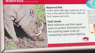 Babirusa at Saint Louis zoo Missouri [upl. by Erodroeht]