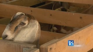 Carroll County 4H Fair [upl. by Moreen]