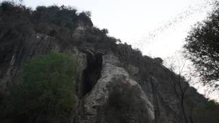 Millions of bats flying out of the bat cave in Battambang Cambodia [upl. by Aikkan]