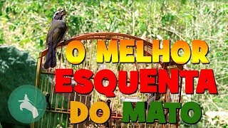 O MELHOR VÍDEO ESQUENTA TRINCA FERRO DIRETO DO MATOFULL HD [upl. by Ettessil]