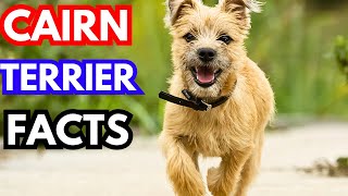 Cairn Terrier  Top 10 Facts [upl. by Reehsab]