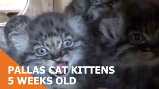 Pallas Cat Kittens At 5 weeks old [upl. by Ettenrahc]