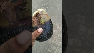 ताल फल 🍎 Tal fruit  ତାଳ ଫଳ  Ice apple  Odisha village life shortsviral shortvideo shorts [upl. by Nueoras]