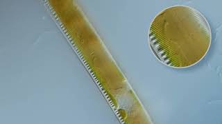 Live Diatoms [upl. by Dolora]