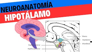 Neuroanatomía y fisiología del hipotálamo Neurociencias 18 [upl. by Sackman]