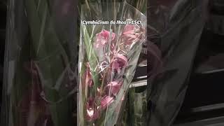 CYMBIDIUM A 15€ DA IKEA Sono tornati i Cymbidium da Ikea io sfortunatamente li ho questi colori 🥲 [upl. by Iy235]