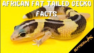 12 Amazing Facts about the African Fat Tailed Gecko Pet [upl. by Yllehs]