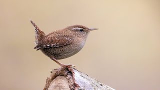 Reclamo de CHOCHÍN PALEÁRTICO Troglodytes troglodytes 82 [upl. by Jacey670]