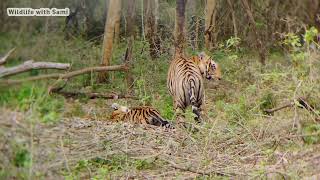 Rare sighting of Tigers Mating Caught on Camera l Wildlife with Sami [upl. by Stent965]