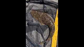 No Mulloway but Good Flathead Swan River Fishing [upl. by Ruon794]