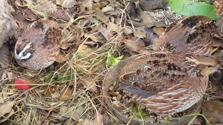 Bobwhite Quail Watching 🌾🐦 [upl. by Lewan844]