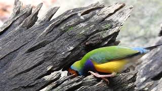 Discover the Wild  Gouldian Finch [upl. by Anaer3]