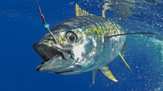 Big catch of yellowfin tuna trolling fishing tuna yellowfintuna tunafishing sportfishing [upl. by Nennarb]