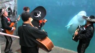 Mariachi Connecticut plays quotEl Jarabe Tapatíoquot for Juno the beluga whale [upl. by Richard]