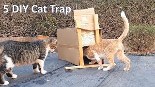 Cat Trap  5 Easy DIY cat traps using cardboard box [upl. by Enixam]