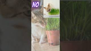 How to grow cat grass at home How to take care of cat grass cat 3406 startershorts [upl. by Rases568]