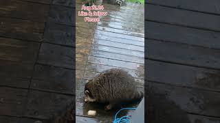 Boo my Raccoon friend is here and trying to get my attention  Peanut Butter Club Daily Diary [upl. by Ebneter446]