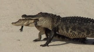 RARE Alligator eats Alligator [upl. by Anwahsed948]