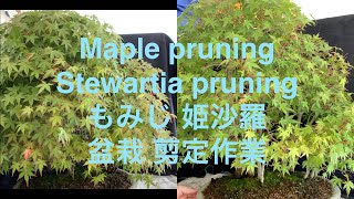 もみじ盆栽と姫沙羅の盆栽 Bonsai Maple Stewartia [upl. by Topping29]