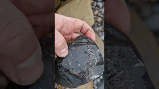 Dactylioceras ammonite fossil split nodule  whitby fossilhunting [upl. by Essex]