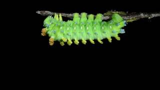 Cecropia giant silk moth caterpillar sheds its skin at The Caterpillar Lab [upl. by Letisha]