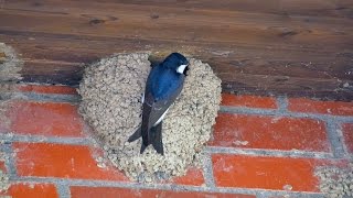 Common House Martins or Northern House Martins Delichon urbicum  Mehlschwalben [upl. by Oicam]