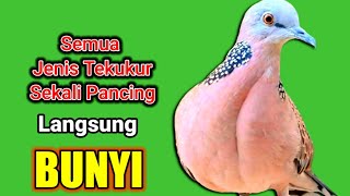 TEKUKUR LOKAL suara merdu  untuk PANCINGAN ampuh MENGATASI MALAS BUNYI [upl. by Kenward175]