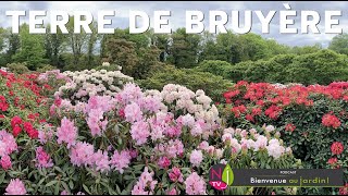 TOUT SAVOIR SUR LA TERRE DE BRUYÈRE  NATURELLE OU FABRIQUÉE ET LES PLANTES QUE L’ON CULTIVE DEDANS [upl. by Vocaay]