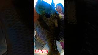 12 giant bluegills in 25 minutes fish subscribers family fish subscribemychannel [upl. by Jude]