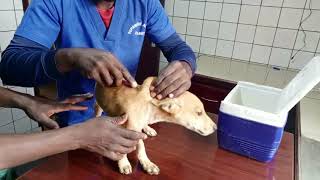 How to give parvo shots to puppies and dogs [upl. by Abba]