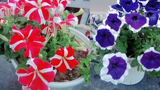 Petunia flower plant  beautiful flowering [upl. by Eehc]