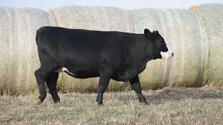 Maternally Inspired Female Sale Lot 62 [upl. by Dawes]