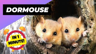 Dormouse 🐭 The Tiny Climbing Experts  1 Minute Animals [upl. by Gnoz]