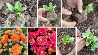 quotKalanchoe Plant Care Tips for Maximum Flowers Repotting amp Soil Mix Guidequot [upl. by Clava619]