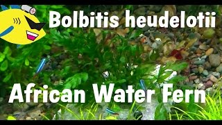 African Water Fern Bolbitis heudelotti Plant Profile [upl. by Anaiek]