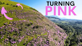 The Pink Plant Invading Scotland can it be stopped [upl. by Keg291]