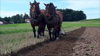 Reiten lernen Reitunfall  So fallt ihr richtig vom Pferd [upl. by Rochella]