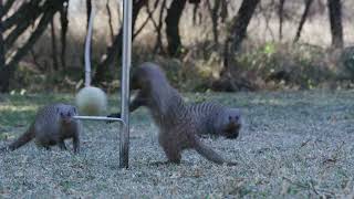 Mongoose Species Banded Mongoose Dwarf Mongoose Mongooses [upl. by Elisabeth]