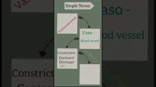 Simple Terms homeostasis vasoconstriction Vasodilation [upl. by Moulden]