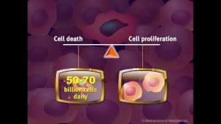 Introduction to Cancer Biology Part 2 Loss of Apoptosis [upl. by Amikehs]